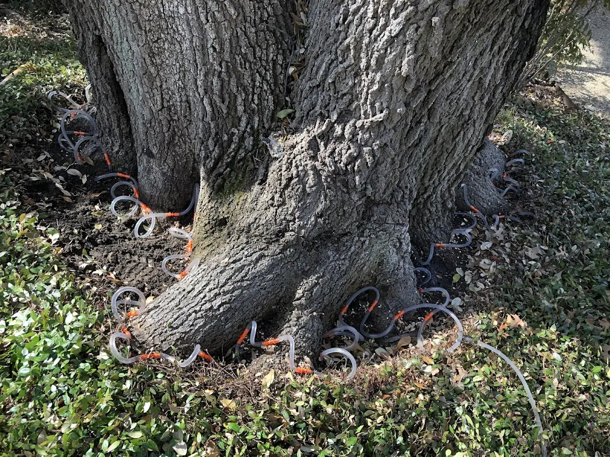 Detailed Tree Cabling and Bracing job site in Gordo