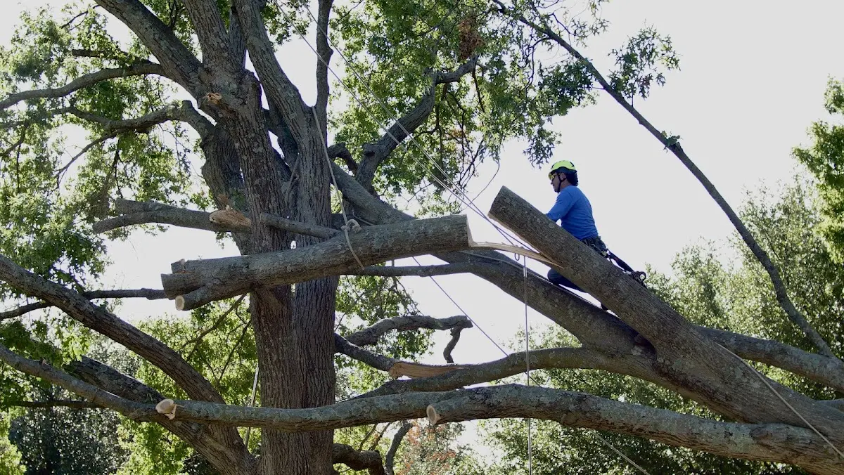 Professional Hazardous Tree Removal performed by certified arborists in Gordo