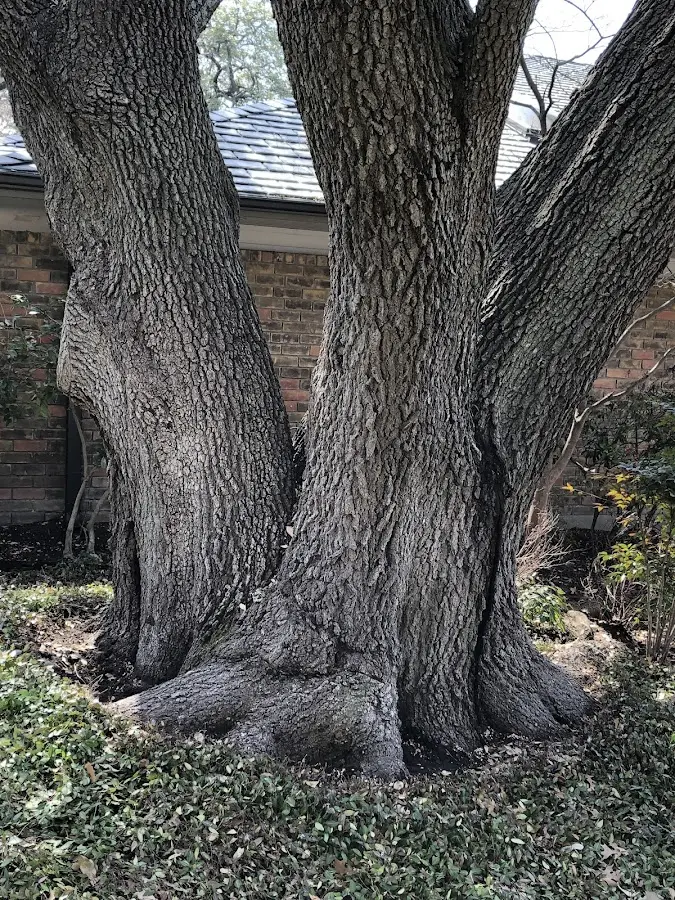 Mature heritage tree close to a Gordo property cared for by certified arborists