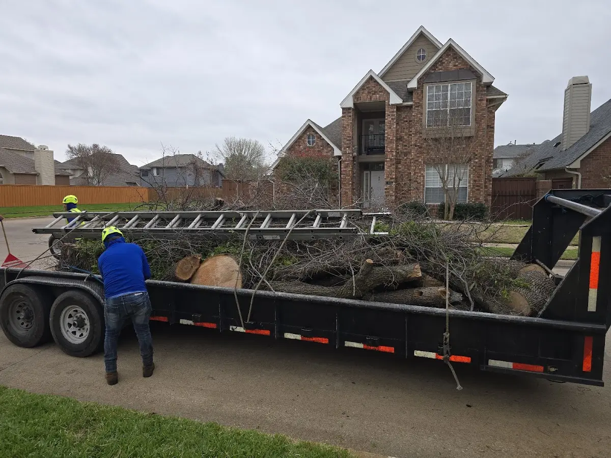 Expert Tree Removal with proper safety equipment in Gordo